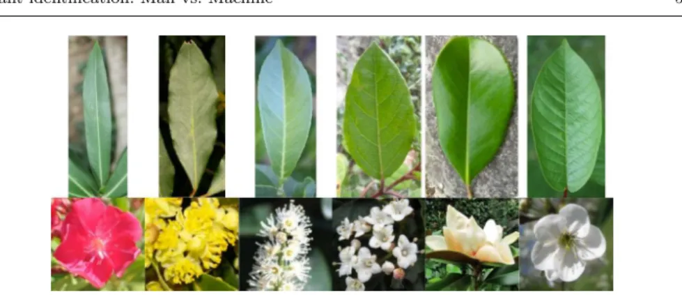 Fig. 1 6 plant species sharing the same common name for laurel in French, belonging to distinct species.