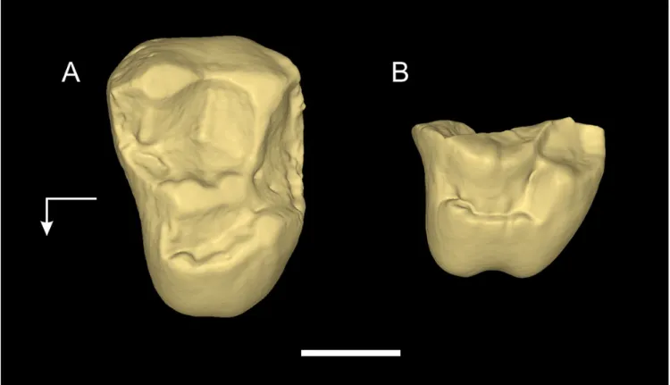 Figure 1. Fossil dental specimens of Canaanimico amazonensis Marivaux et al. 2006, from the late Oligocene (Deseadan SALMA) of Contamana locus n°61 (CTA-61), Peruvian Amazonia