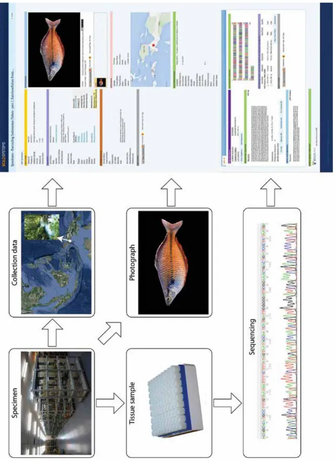 Figure 1. Structure of a specimen record in BOLD including details about voucher specimen, tissue sample in a bio-repository, collection data, specimen photograph and DNA barcode including primary data (e.g