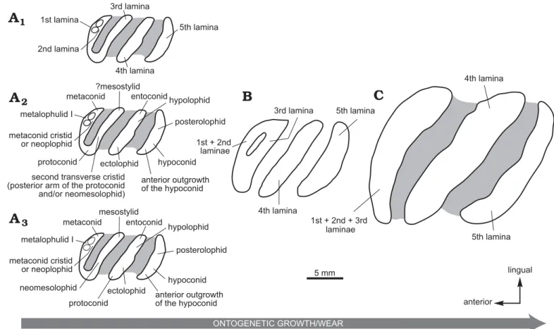 Fig. 4. Explanatory drawings of occlusal morphologies of lower molars at three ontogenetic stages in Phoberomys