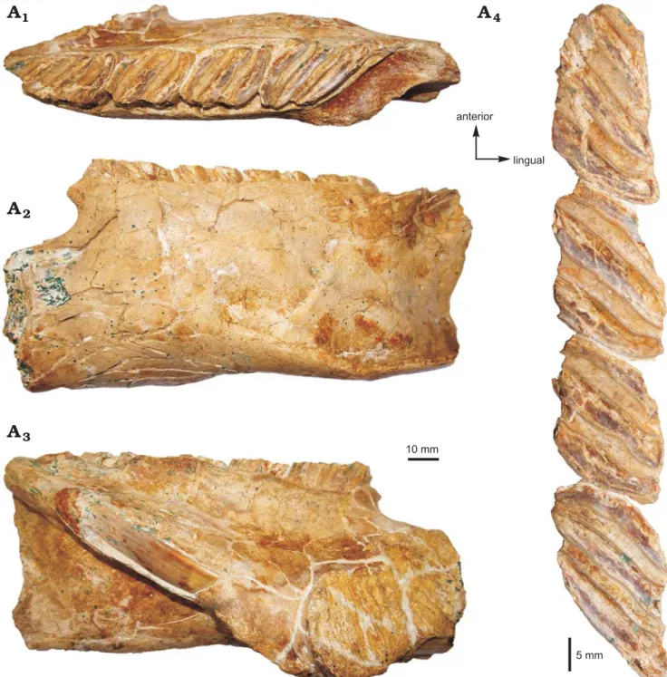 Fig. 2. Photograph of the MHNC-MS-001 attributed to caviomorph rodent Phoberomys sp., from Monte Salvado, Peruvian Amazonia, late Miocene or  Pliocene; fragmentary left mandible in occlusal (A 1 ), labial (A 2 ), and lingual (A 3 ) views, p4–m3 in occlusal
