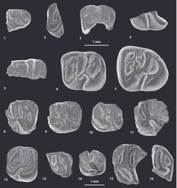 FIGURE 5. Scanning electron microscope images (in occlusal view) of fossil caviomorph teeth from CTA-47 (1-4), CTA-51 (5-12), CTA-73 (13-14) and CTA-66 (15-16)