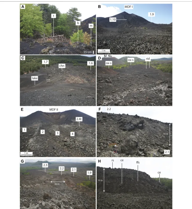 FIGURE 4 | (A) Tree mould (m) in unit 1.3 with its felled tree (t), and location of carbonized wood, labeled “ b ” 