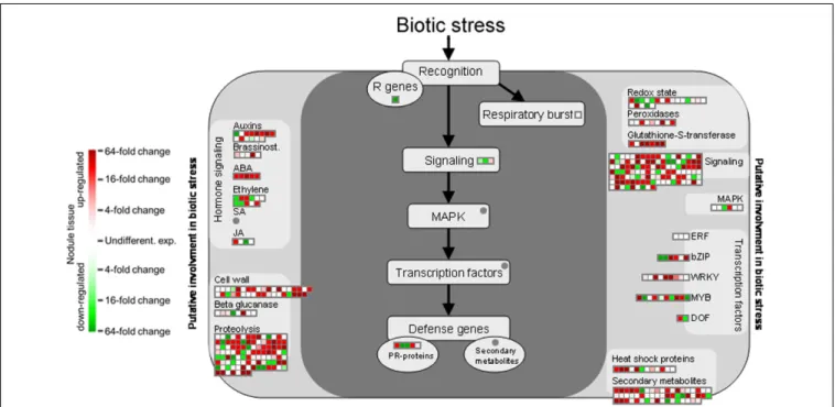 FIGURE 5 | Gene expression relating to biotic stress pathways based on the functional annotation with MapMan