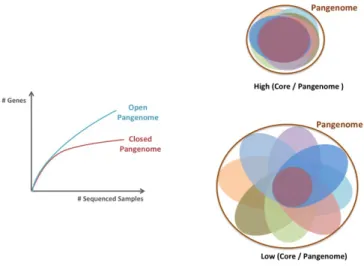 Fig. 3. A. Open and closed pangenomes (adapted from (49)). B. C/P ratio illustra- illustra-tion.