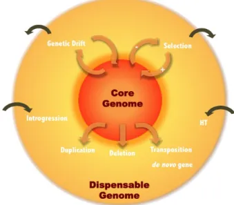 Fig. 5. Dynamic overview of the pangenome structure shaped by different events and forces
