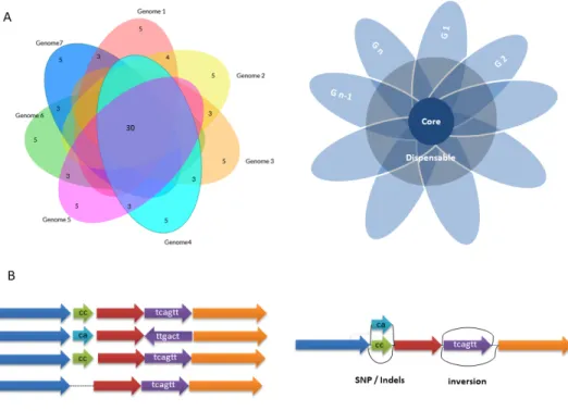 Fig. 6. A. Frequent static representations of Pangenomes. B. Cartoon of a Graph-based structure, adapted from (99)