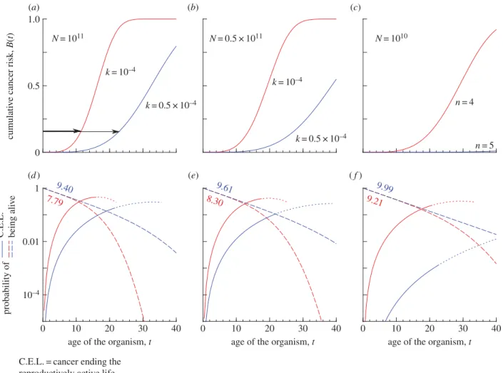 Figure 1. (a–c) B(t), the cumulative probability (conditional on the individual being alive) that cancer has occurred in at least one of the N cell lineages, as a function of age t, when n ¼ 4 and k ¼ 10 – 4 unless indicated differently in the figure