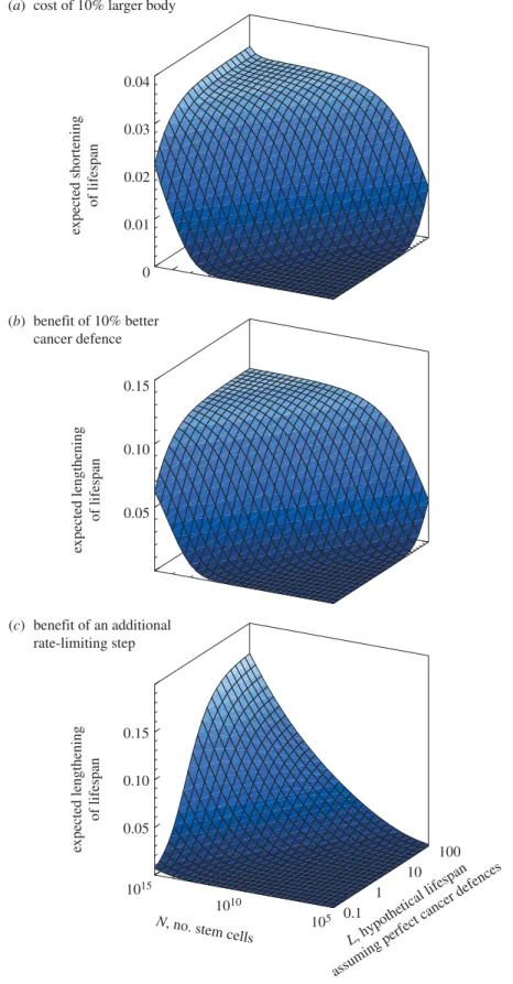 Figure 2. (a) Cost, expressed as the proportion of lifespan lost, of growing 10% larger than the baseline; (b) benefit, expressed as the proportional increase in expected lifespan, of reducing k (the rate at which each cell lineage undergoes rate-limiting 