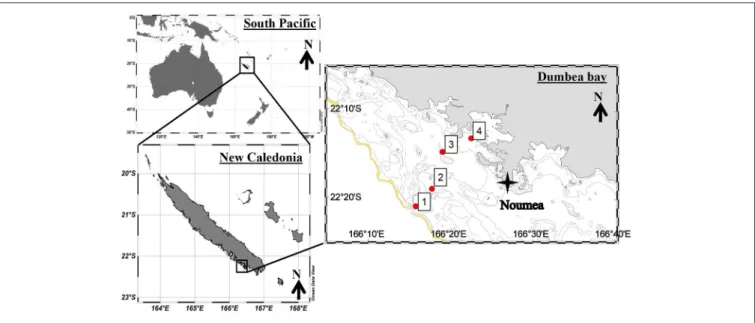 FIGURE 1 | Map of stations sampled in the New Caledonian lagoon. The yellow line represents the coral reef barrier.