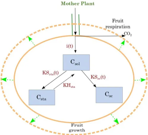 Figure 1: Model representation showing the net carbon inflows i(t) defined as the difference between the carbon flow from the mother plant minus the  fruit respiration, the reversible reaction between sugar (Csol in gC /gFM) and starch (Csta in gC /gFM) an