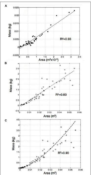 FIGURE 5 | (A) Area of the fragments as function of mass measured for clasts remaining stuck to the tarps