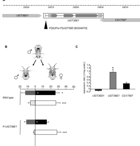 Figure 1. Effects of the P-element insertion in UGT36E1.  (A)  Schematic organization of the 37B1  chromosomal region