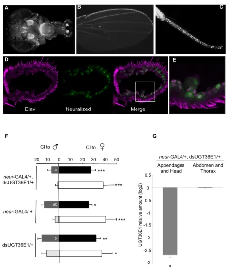 Figure 2. Effect of dsUGT36E1 in the peripheral chemosensory system. A strong expression of  neuralized-GAL4 (neur-GAL4) was detected in (A) the antennae and the proboscis, (B) wing margins,  (C)  legs of adult flies