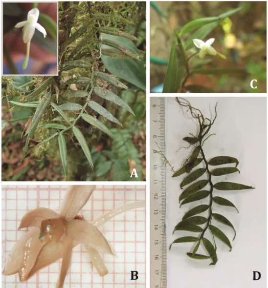 Figure 1. Photographs of living specimen of Angraecum lanceolatum (A, C, D V. Droissart et al