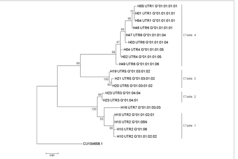 FigUre 1 | Phylogenetic relationship between human leukocyte antigen-G (HLA-G) allele-haplotype sequences