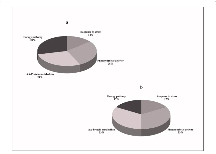 Figure 7 An overview of the function classification of proteins in 15-day-old V. planifolia organogenic callus culture