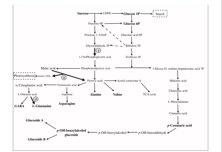 Figure 10 Metabolic pathways leading to synthesis of metabolites found differentially present in CA10 d15 calli