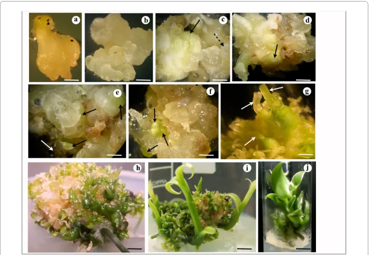 Figure 1 Plant regeneration from protocorm callus of V. planifolia. a. Protocorm-like structure (PLS) from seed on germination medium; bar = 1.5  mm