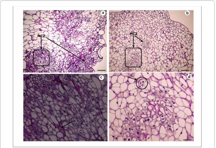 Figure 2 Histological analysis of embryogenic/organogenic callus of V. planifolia on A4 medium and A10 medium 15 days after subculture