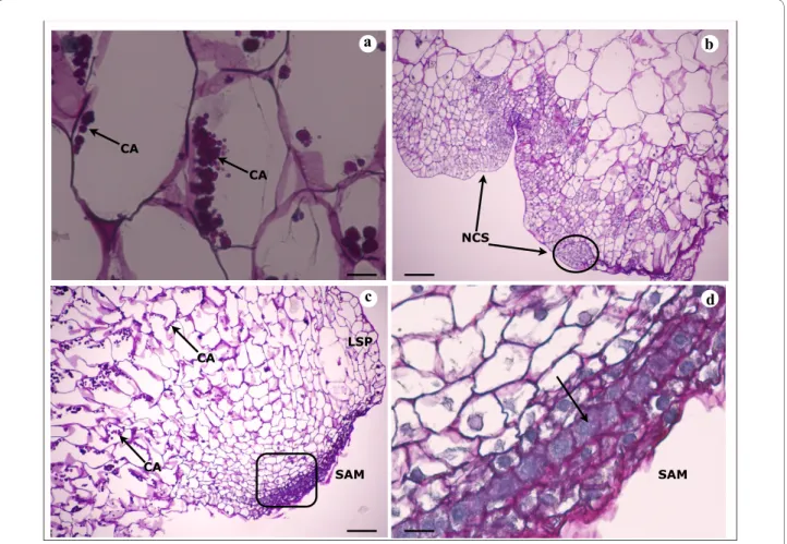 Figure 3 Histological analysis of embryogenic/organogenic callus of V. planifolia on A4 medium and A10 medium 20 days after subculture