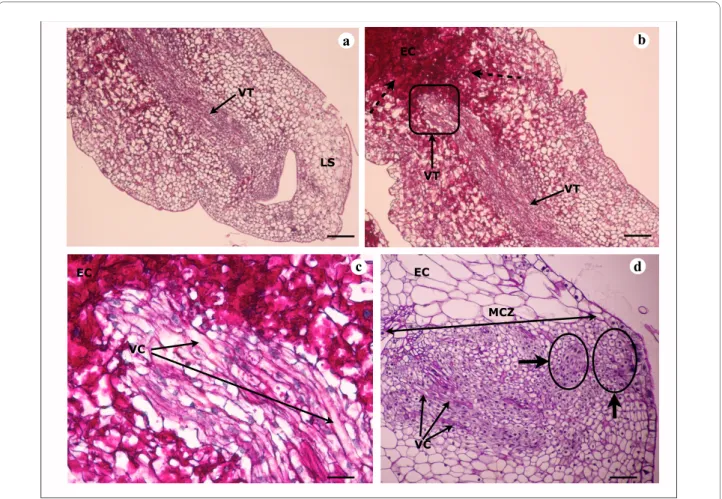 Figure 4 Histological analysis of embryogenic/organogenic callus of V. planifolia on A4 medium and A10 medium 30 days after subculture