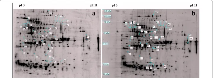 Figure 5 Two-dimensional gel electrophoresis of 15-day-old V. planifolia organogenic callus proteome