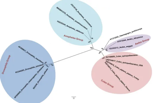 Figure 1. Phylogenetic tree built by the method of maximumlLikelihood, from sequences of  mitochondrial genes COX1, COX2, NAD4, NAD5 and CYOB of Haemagogus janthinomys and other  species of Diptera, from da Silva Lemos et al
