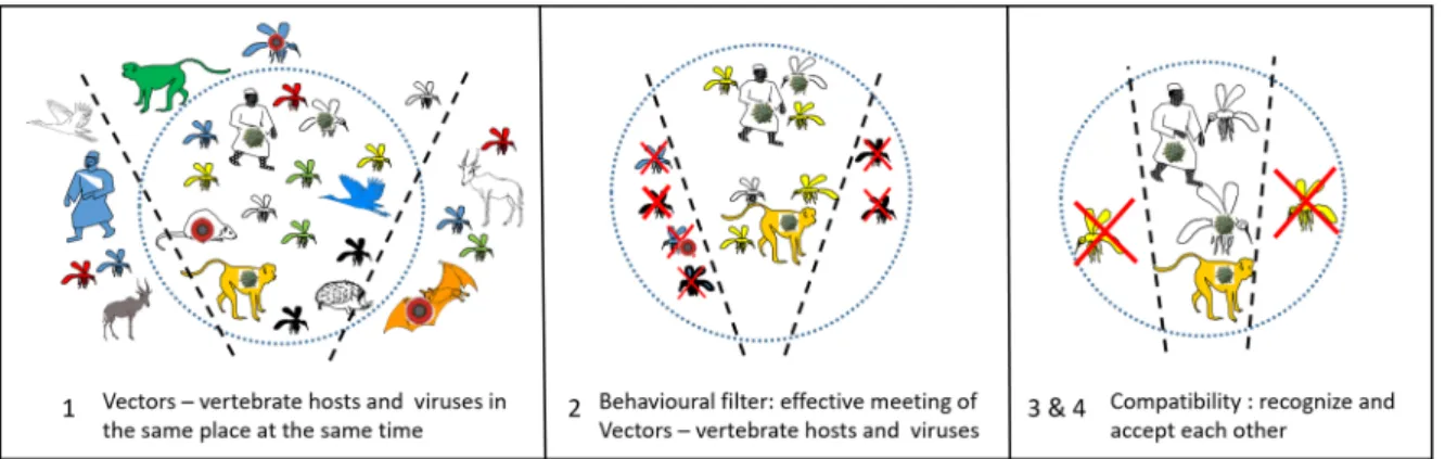 Figure 2. Encounter and compatibility filters, from Euzet and Combes [34]. 