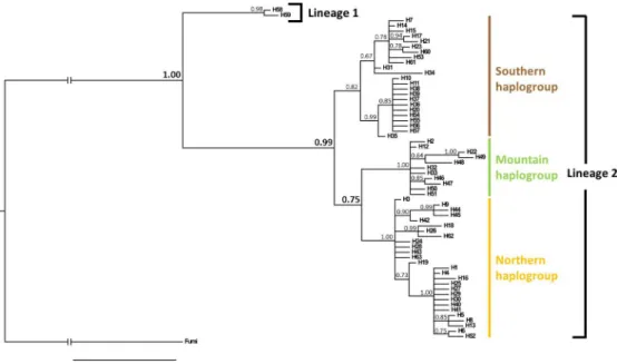 Fig 2. Bayesian phylogenetic tree from analysis of the COI sequences of North American Cephus cinctus