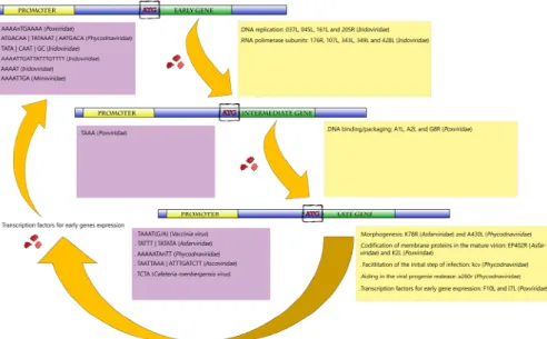 Figure 2. Representative scheme of the temporal gene expression in NCLDVs. During initial times of infection, the expression of genes related to the metabolism of nucleic acids is primarily activated (early and intermediate genes)
