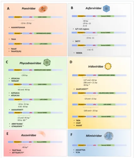 Figure 3. Schematic  representation of  the promoter’s sequences  described for  different NCLDVs. 