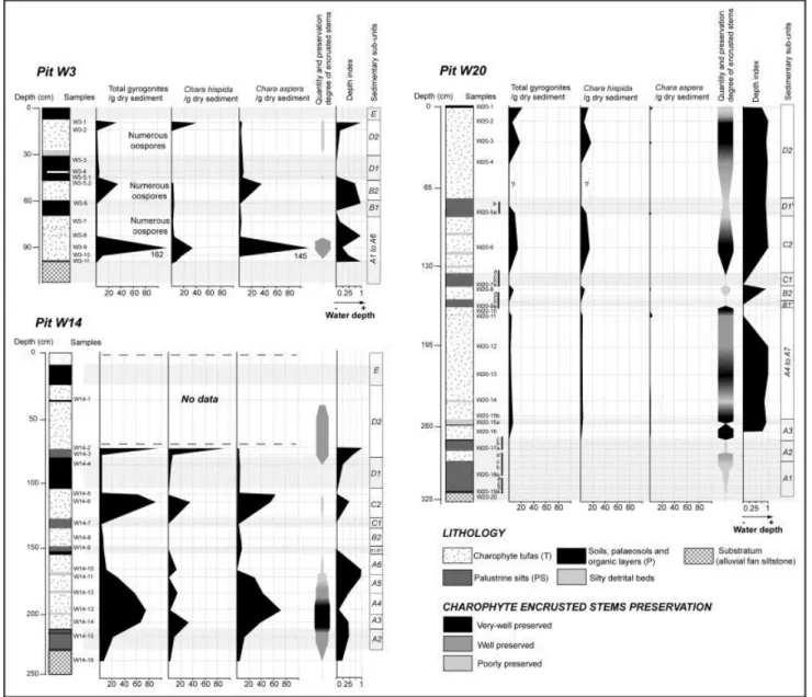 Fig. 6. Frequency and distribution of Chara species (gyrogonites) counted in proximal  (W3), median (W14) and distal (W20) pits of the shore terrace of lake Afourgagh in  correlation with simplified lithological columns and sedimentary sub-unit boundaries