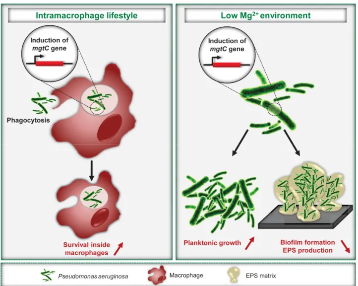 FIGURE 1: P. aeruginosa MgtC promotes an intramacrophage phase and limits biofilm formation