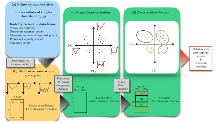 FIGURE 2 | Workflow of functional data analysis for the study of diving behavior of Mirounga leonina