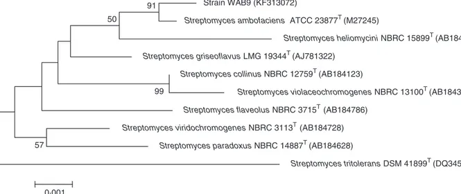Figure 1 Neighbour-joining tree (Saitou and Nei 1987) based on 16S rDNA sequences showing the relationship between strain WAB9 and the other Streptomyces species