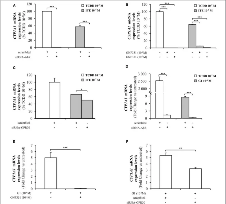 FIGURE 6 | Analysis of CYP1A1 mRNA levels by quantitative RT-qPCR in MCF10AT1 cells. (A) CYP1A1 expression levels in cells transfected with either siRNA-AhR or scrambled RNA after 4 h of exposure to ITE 10 −7 M