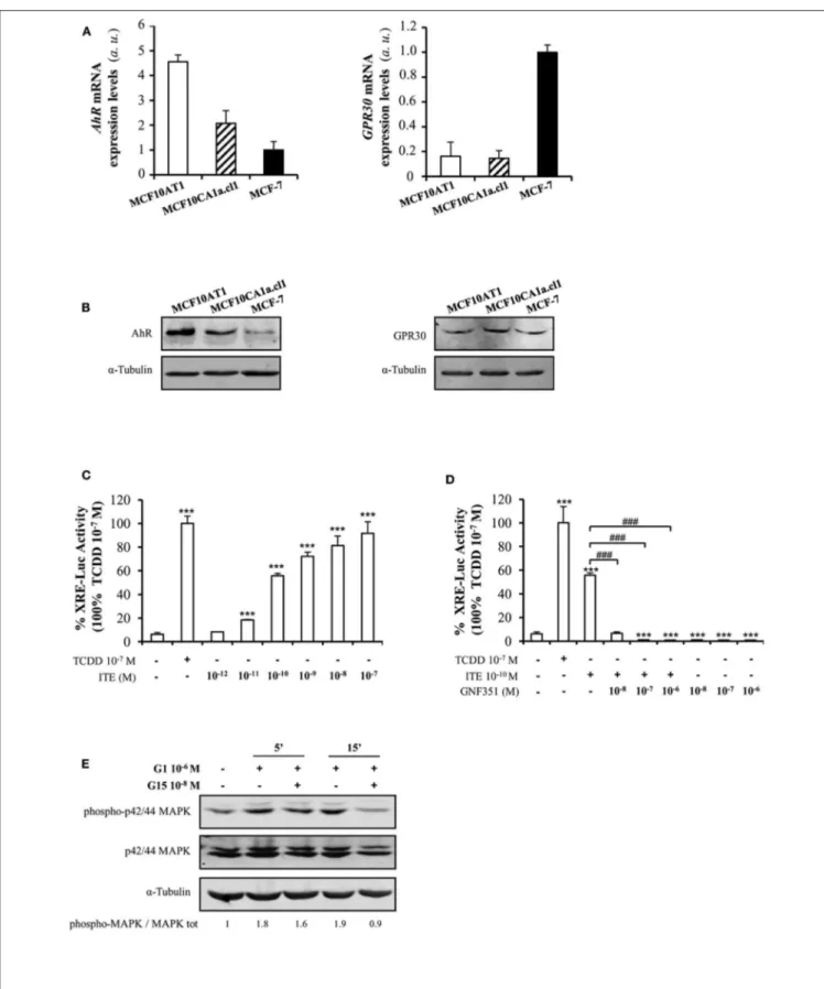 FIGURE 2 | AhR and GPR30 receptors are present and functional in the MCF10AT1 cells. (A) RT-qPCR analysis of AhR and GPR30 mRNA expression levels represented in arbitrary units (a.u.) in the MCF10AT1 and MCF10CA1a.cl1 cells