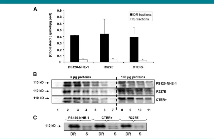 Fig. 7. Low affinity NHE-1 mutant (R327E) and constitutively activated NHE-1 mutant (CTER R ) cells exhibit the same levels of cholesterol and NHE-1 into lipid microdomains compared to PS120-NHE-1 cells