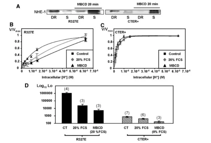 Fig. 9. The MBCD elicited activation of ERK Western blot analysis of ERK (A) and p38 (B) phosphorylation and of total ERK (A) and p38 (B) content following MBCD (2 mM) exposure for 5 and 15 min, in presence or not of 20% FCS in PS120-NHE-1 (total lysates)