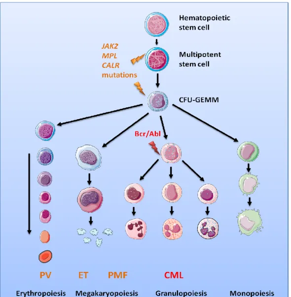 Figure  2.  Chronic  myeloproliferative  neoplasms  and  main  biological  markers.  Normal  haematopoiesis  takes  place  in  the  bone  marrow  where  a  haematopoietic  stem  cell,  under  cytokine stimulation in combination with cell-cell contacts prog