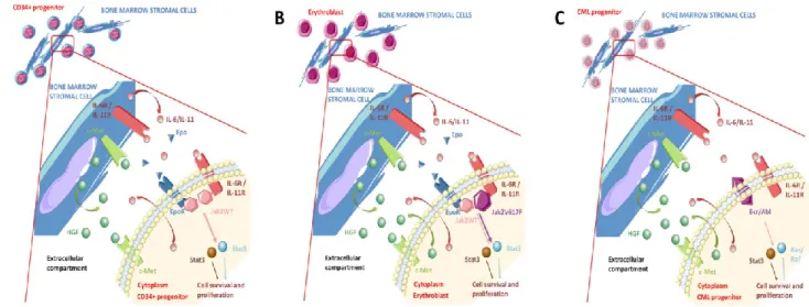 Figure  3.  Paracrine  and  autocrine  HGF  production  and  autocrine  HGF/Met  loop  in  myeloproliferative  neoplasms  (MPN)  and  chronic  myelogenous  leukaemia  (CML)  progenitors