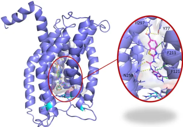 Figure 2. Blind docking study of C29 in CXCR1. Blind docking studies of the CXCR1 structure