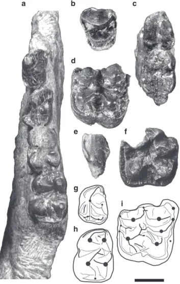 Figure 1 | Fossil remains of Epirigenys lokonensis nov gen nov sp from late Early to early Late Oligocene of Lokone