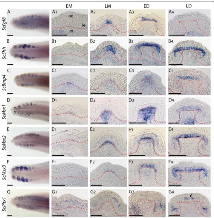 Fig. 5 Gene expression patterns during dermal scale development in the catshark Scyliorhinus canicula