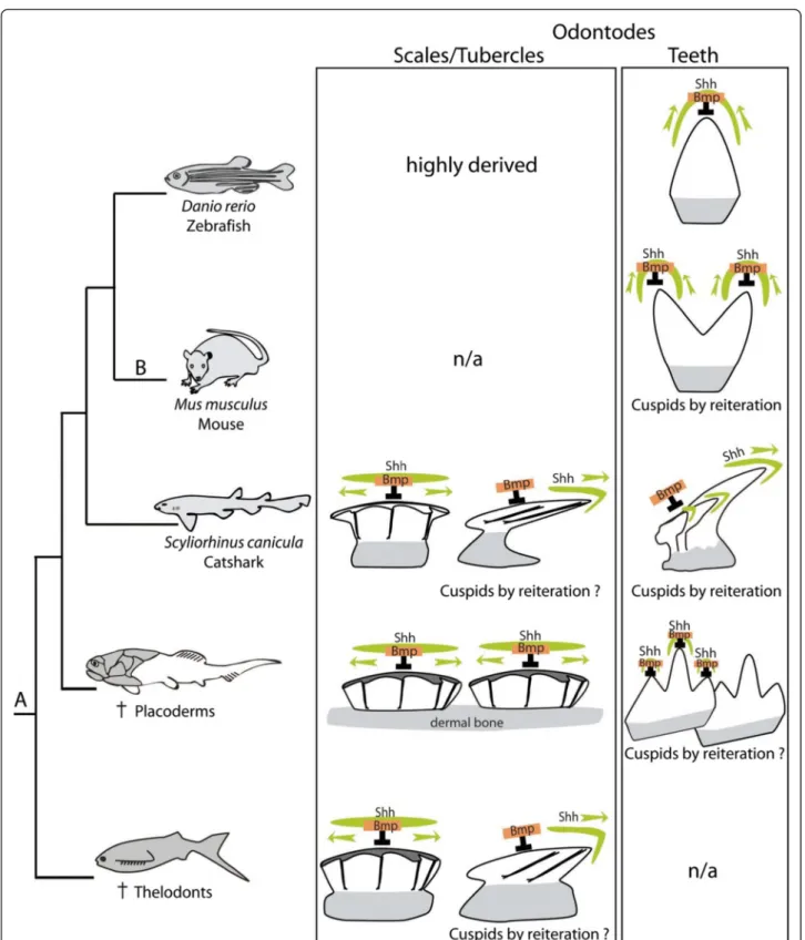 Fig. 9 A model of evolution for the regulatory system involved in odontode morphogenesis in the course of vertebrate diversification