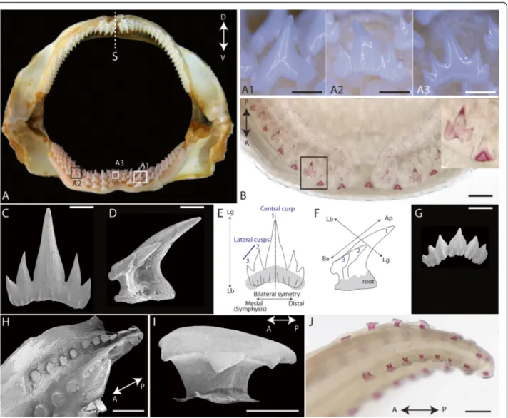 Fig. 1 External morphology of adult and developing teeth and scales in Scyliorhinus canicula