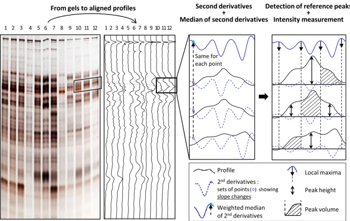 Fig. 1 Summary of the main analysis steps. The left part of the ﬁgure describes the preprocessing of gels pictures