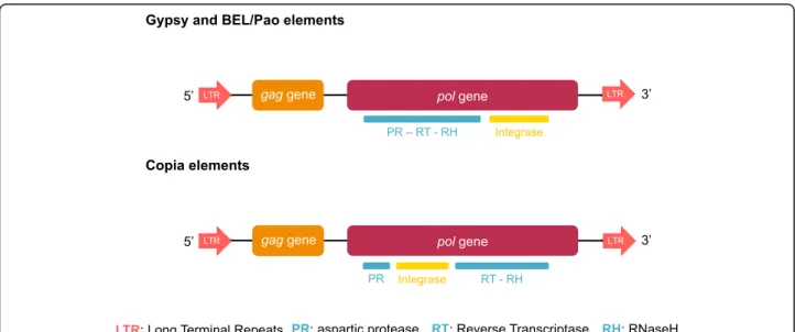 Fig. 1 Schematic structure of LTR-retrotransposons elements. The long terminal direct repeats, flanking the elements, are represented by oriented red arrows and the two classical open reading frames by the two large rectangles