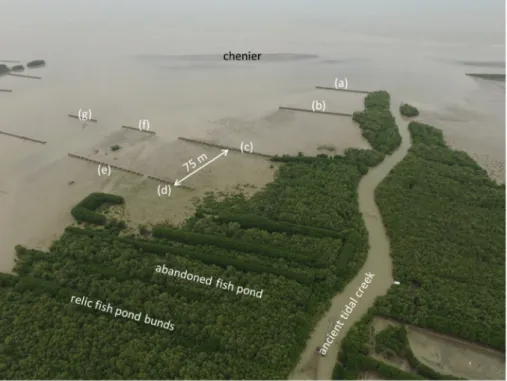 Fig. 23. Arrangement of permeable dams to induce drainage channels, Bogorame, Demak, Java, Indonesia (WI drone image, 2019)